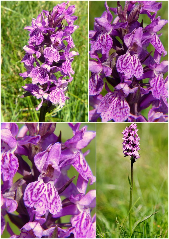 Una giornata a Valparola. Dactylorhiza, Nigritella e grandi montagne!
